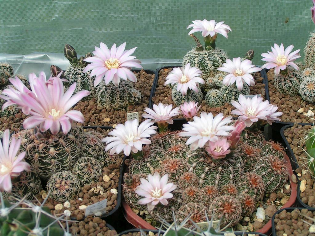 Gymnocalycium bruchii